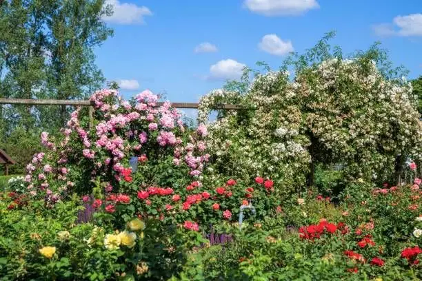 Top 6 soluții naturale pentru stropirea trandafirilor din curte