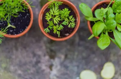 Aromatic Herbs on the Windowsill: Drying and Uses
