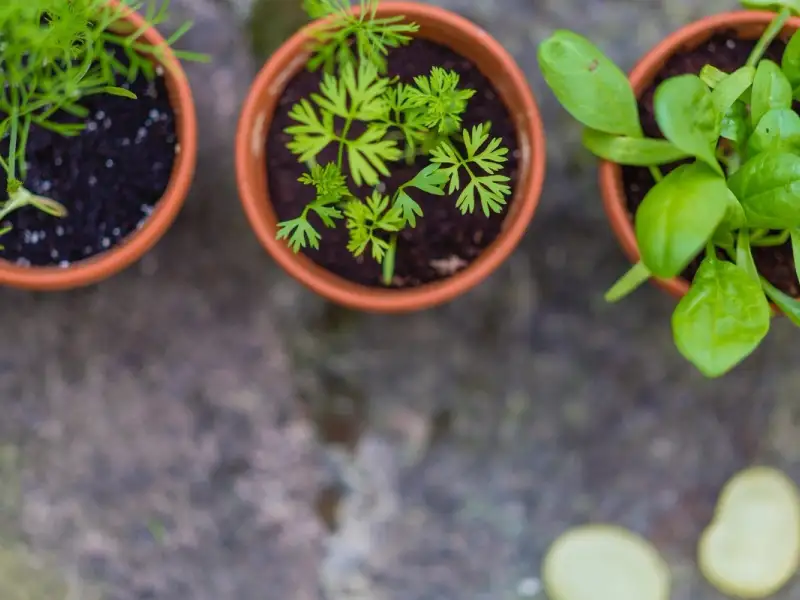 Ierburi aromatice pe pervaz: uscare si intrebuintare