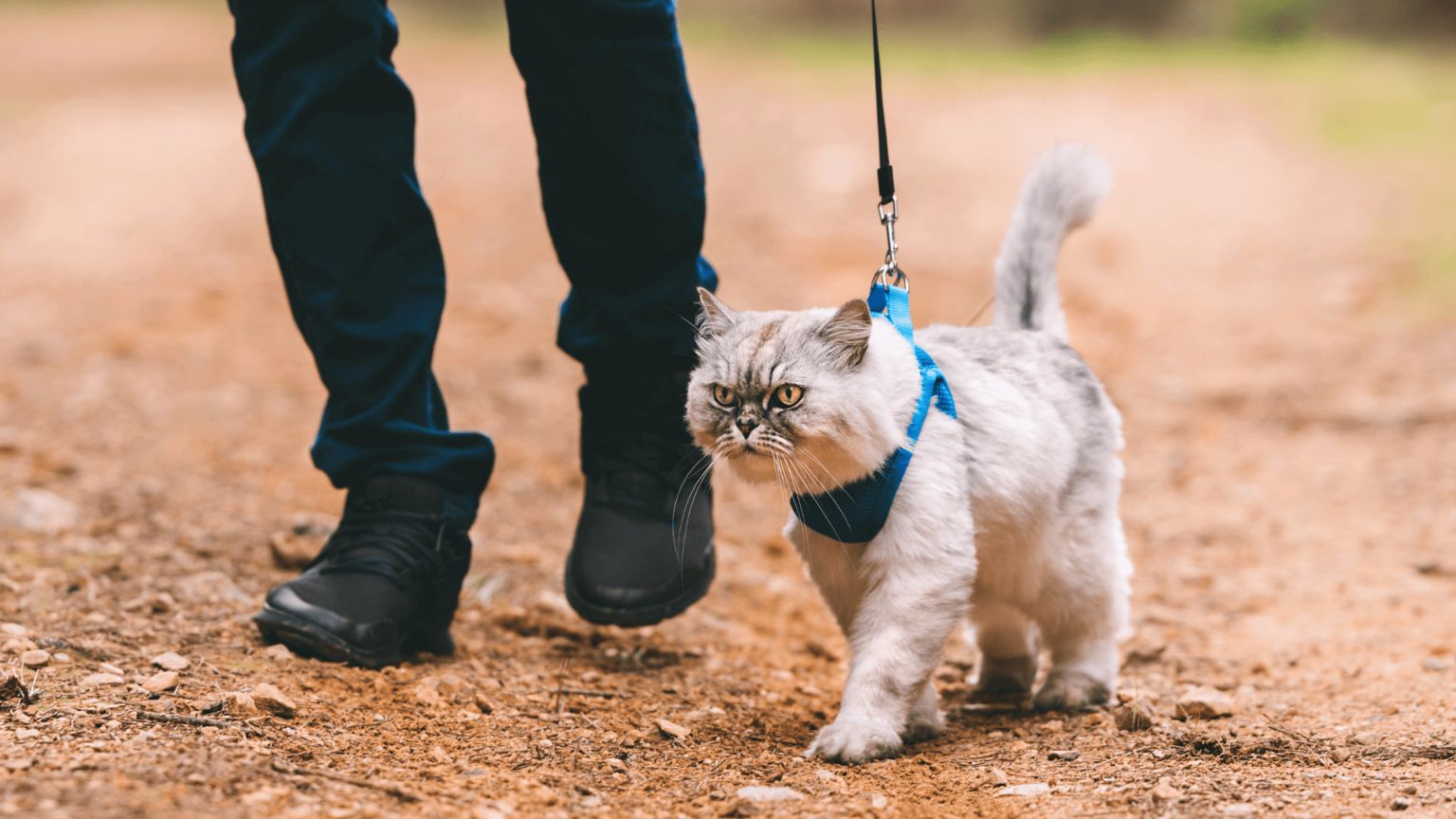 Hammock or Cat Scratching Post: The Complete Guide to Choosing the Perfect Accessory