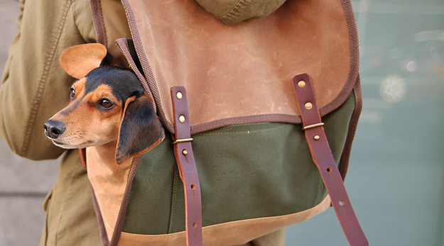15 Fun Accessories for Dogs