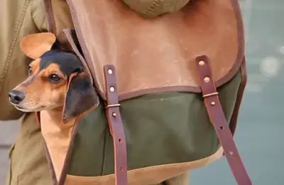 15 Fun Accessories for Dogs