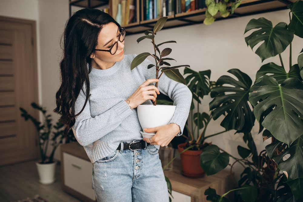 Plantele de interior nu doar îmbunătățesc estetica unui spațiu, ci contribuie și la purificarea aerului și crearea unei atmosfere relaxante.