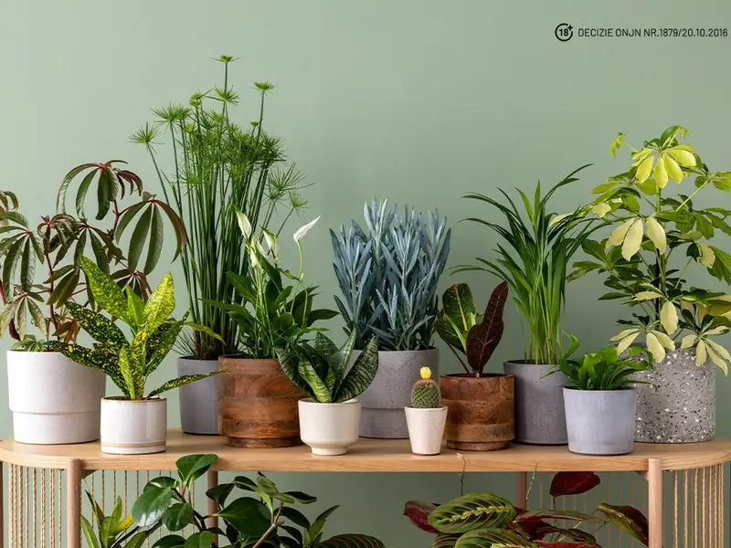 Idei creative pentru decorarea casei tale cu plante