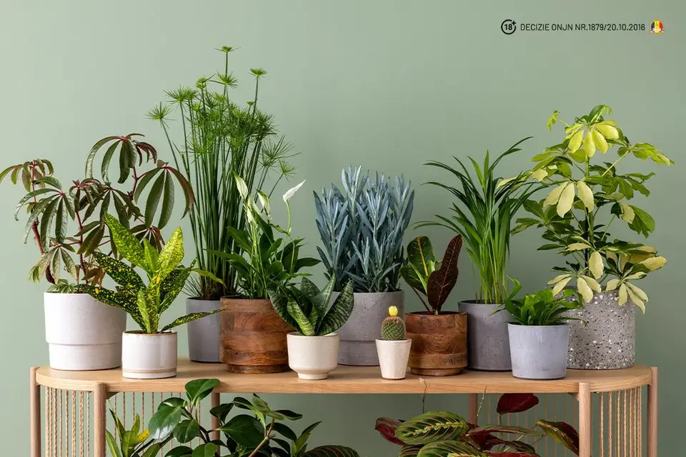 Idei creative pentru decorarea casei tale cu plante