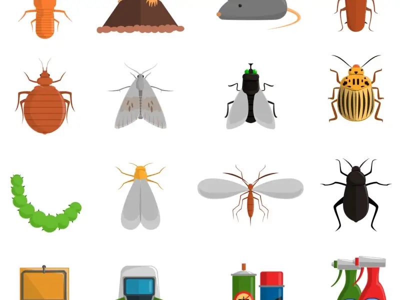 Cum să protejezi casa și grădina de dăunători în mod natural – Metode ecologice pentru a ține insectele și rozătoarele la distanță