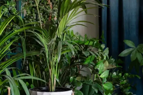 Plante ornamentale care purifică aerul în locuință