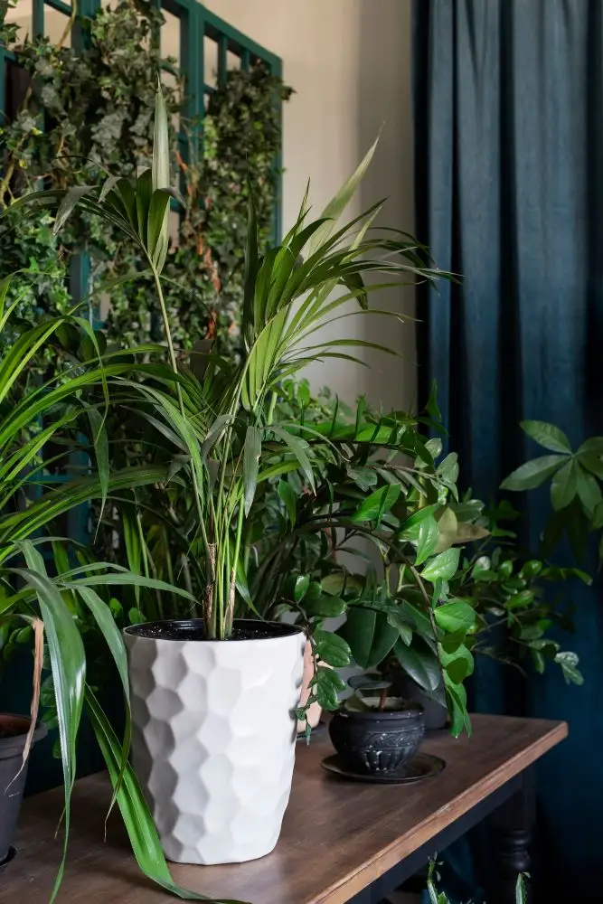 Plante ornamentale care purifică aerul în locuință