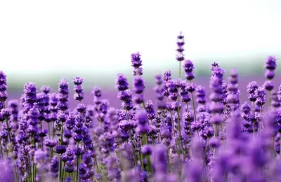 Levantica: A Plant with Multiple Uses