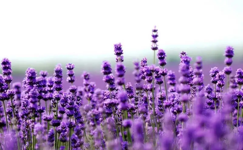 Levantica: A Plant with Multiple Uses