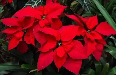 How to Properly Care for a Christmas Cactus