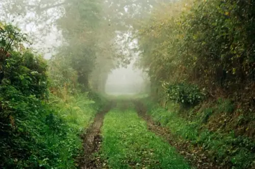 10 arbori infloritori pentru gradina ta