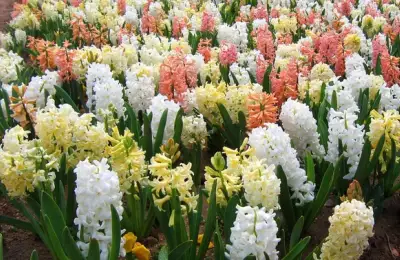 How to Plant Tulips