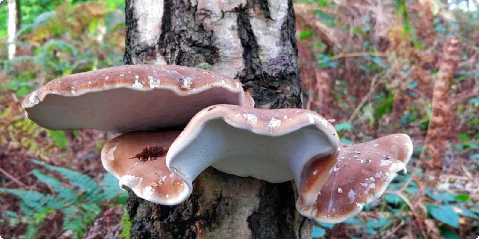 Monstrul din Oregon, blugii prespălați și farmacia lui Ötzi. 10 superputeri incredibile ale regatului fungic