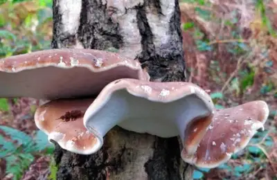 Monstrul din Oregon, blugii prespălați și farmacia lui Ötzi. 10 superputeri incredibile ale regatului fungic