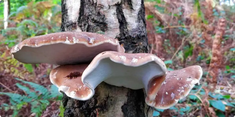 Monstrul din Oregon, blugii prespălați și farmacia lui Ötzi. 10 superputeri incredibile ale regatului fungic