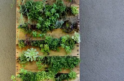 Creating a Vertical Garden in a Pallet