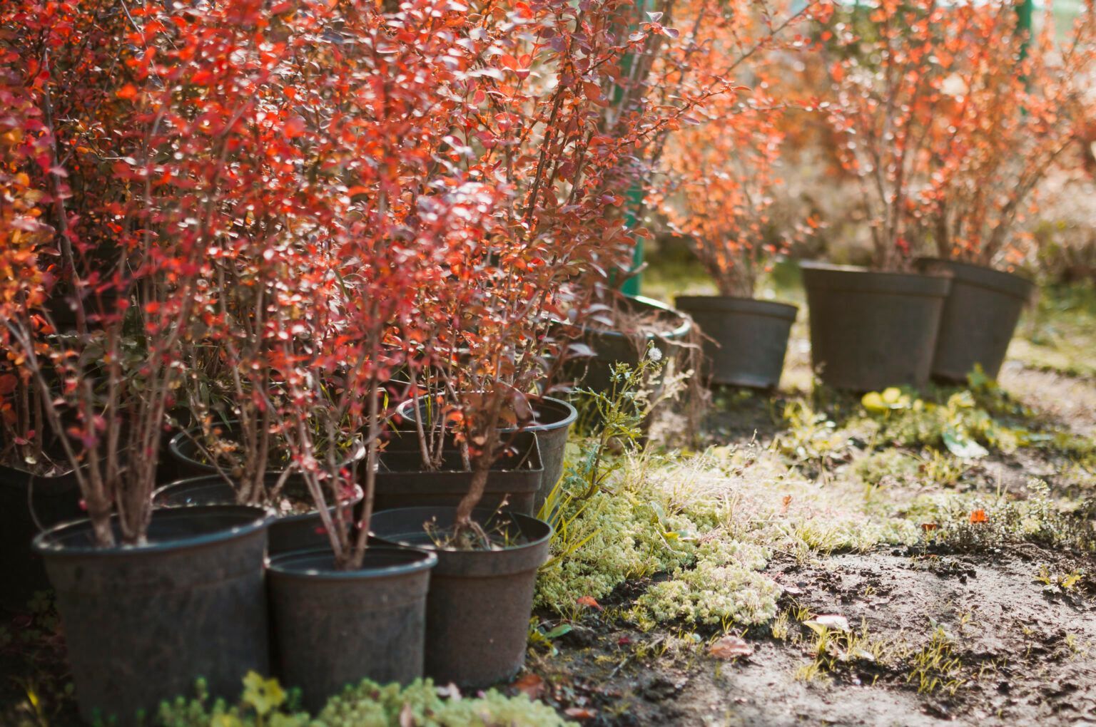 How to Design Your Garden in 2024