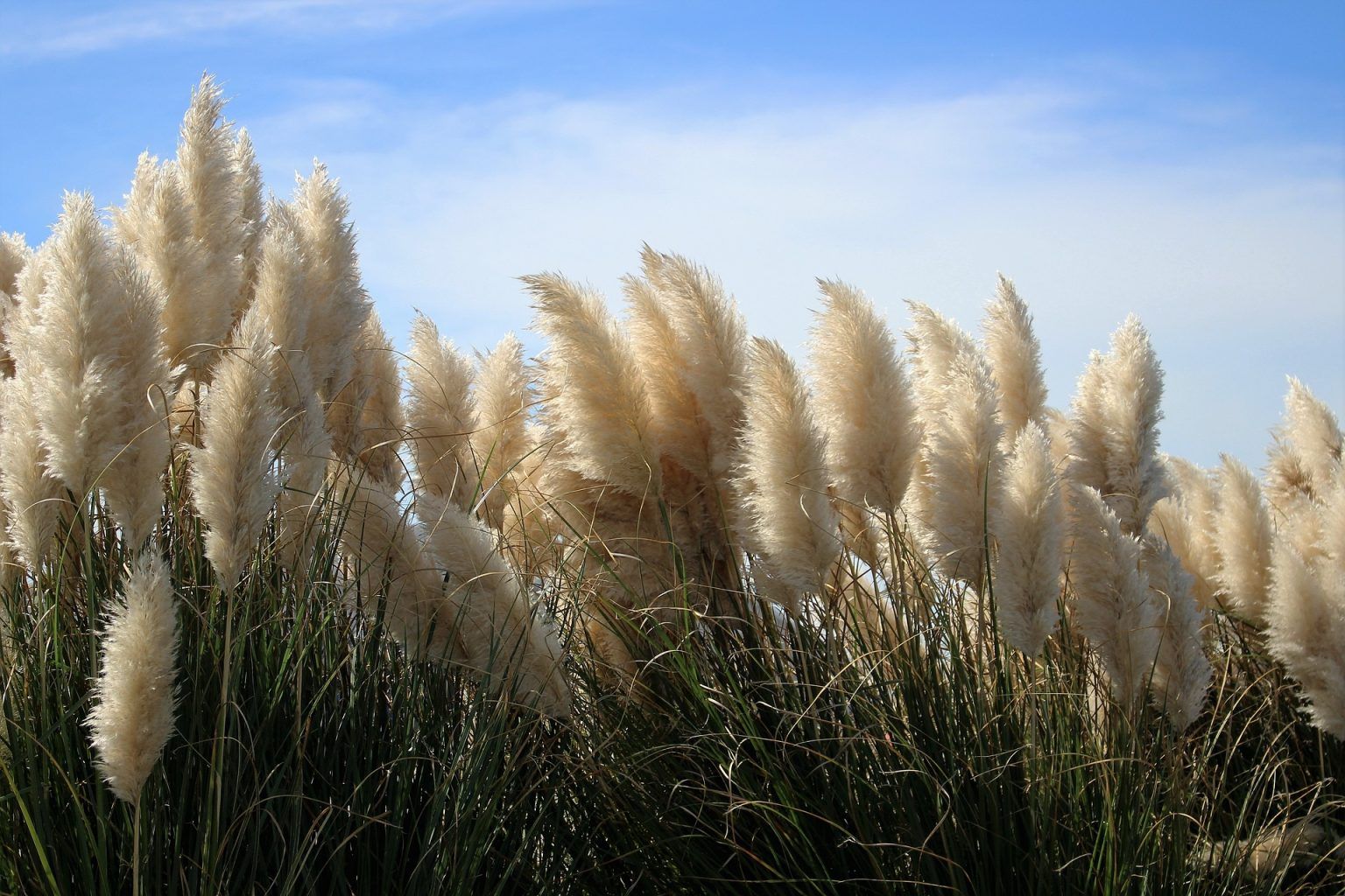 Iarba de pampas – Regina plantelor decorative