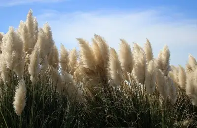 Pampas Grass – Queen of Ornamental Plants