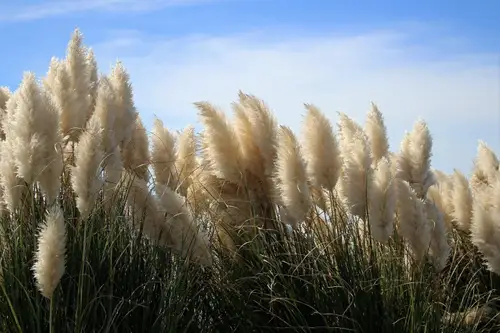 Iarba de pampas – Regina plantelor decorative