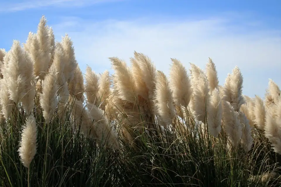 Iarba de pampas – Regina plantelor decorative