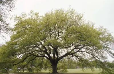 Planting an Oak Tree: From Acorn to Sapling (VIDEO)