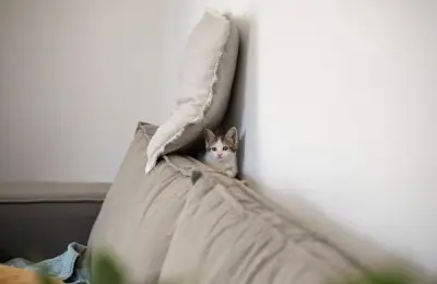 10 Tips for Caring for a Cat in a Small Space: Apartment Life
