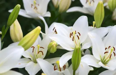 Growing Lilies: A Guide