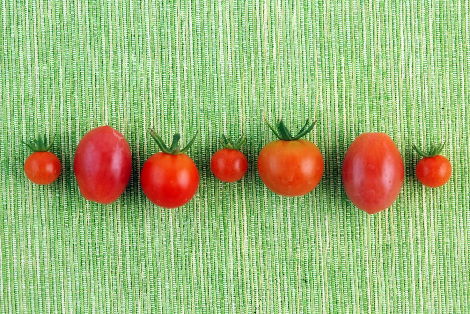 Cum sa crestem rosii cherry in gradina noastra?