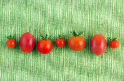 Cum sa crestem rosii cherry in gradina noastra?