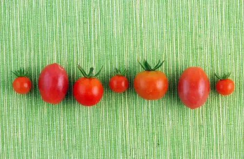 Cum sa crestem rosii cherry in gradina noastra?