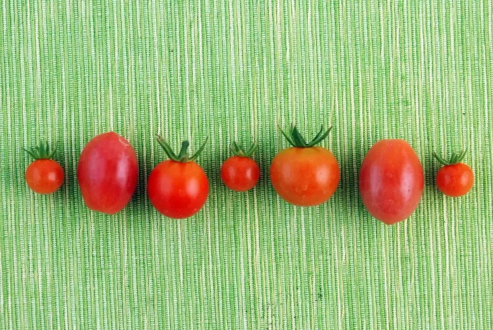 Cum sa crestem rosii cherry in gradina noastra?