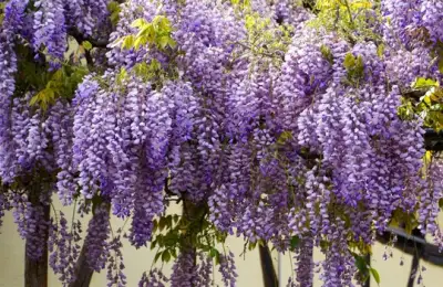 Glicina: A Fragrant Waterfall of Blooms
