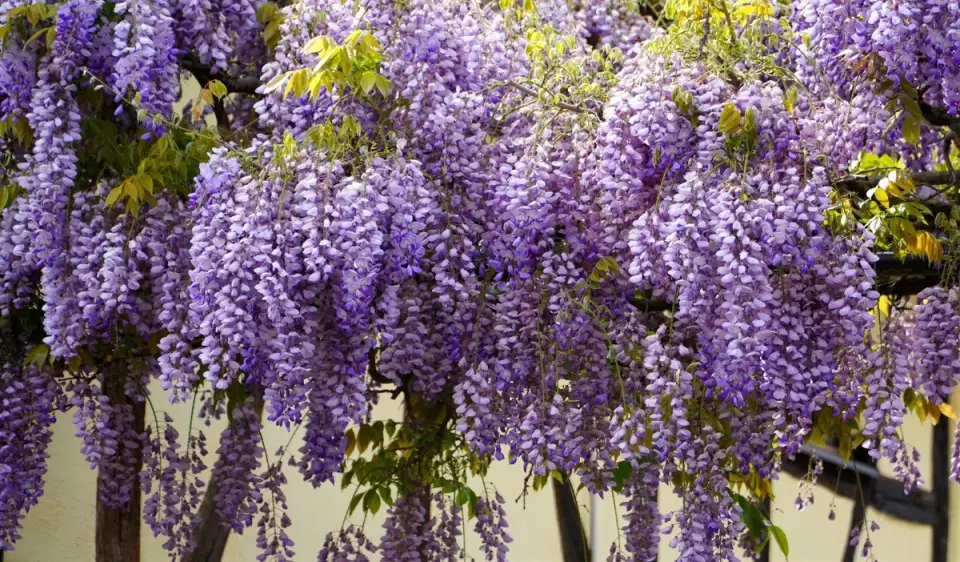 Glicina: A Fragrant Waterfall of Blooms