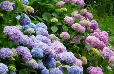 Hydrangea: Everything You Need to Know About Cultivating and Caring for One of the Most Popular Garden Plants