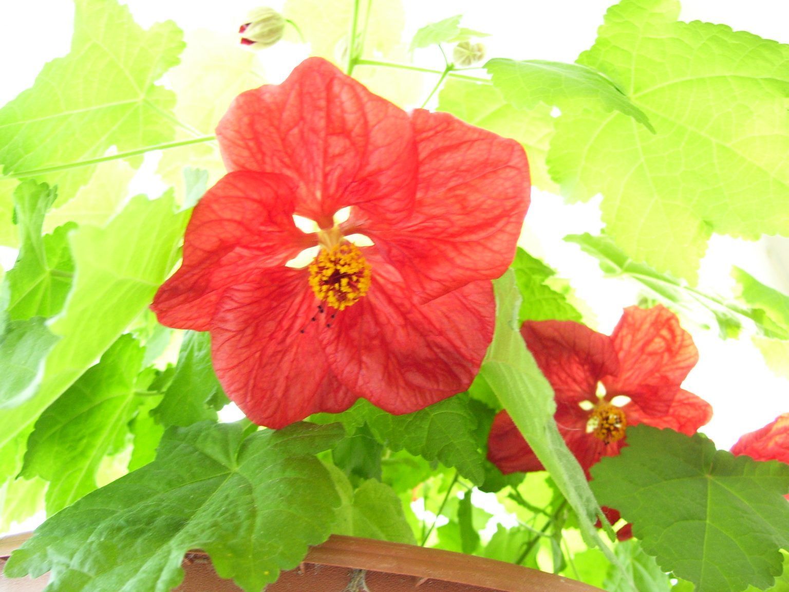 15 plante ideale pentru casa ta