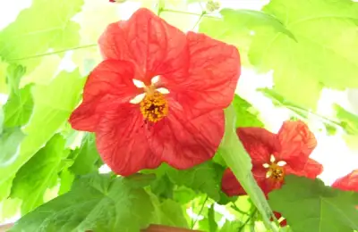 15 Ideal Plants for Your Home