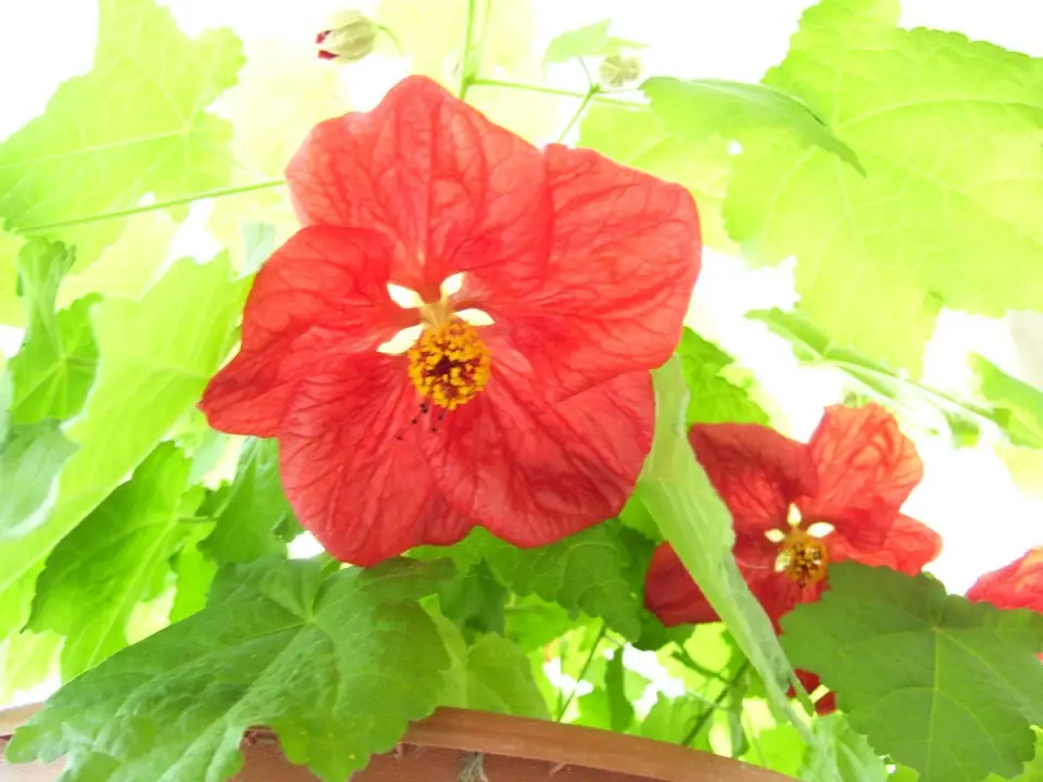15 plante ideale pentru casa ta