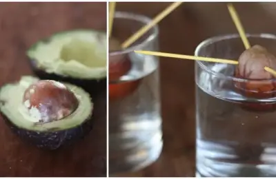 How to Grow an Avocado Tree from a Pit (VIDEO)