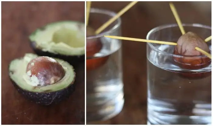 How to Grow an Avocado Tree from a Pit (VIDEO)