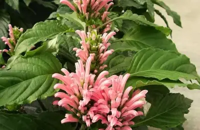 20 Plants for Home and Garden