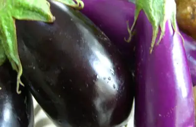 How to Plant Eggplants (VIDEO)