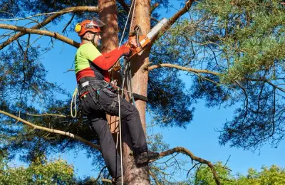 How to Properly Prune Trees in Your Yard: 5 Easy Steps