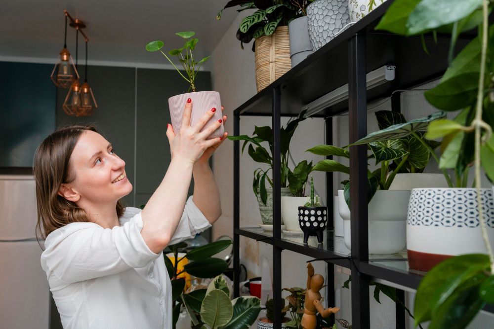 Importanța plantelor de interior pentru sănătatea și estetica locuinței