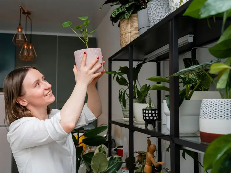 Importanța plantelor de interior pentru sănătatea și estetica locuinței
