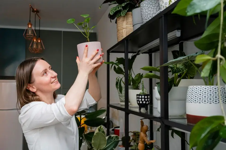 Importanța plantelor de interior pentru sănătatea și estetica locuinței