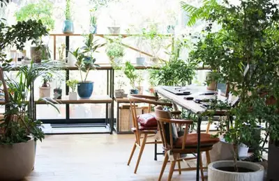 Innovative Ideas for Transforming a Greenhouse into a Dining Area