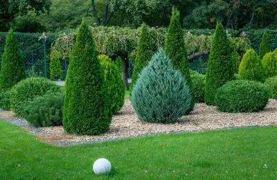 Stylish Garden Design: Ideal Ornamental Spruce Types for a Chic Garden