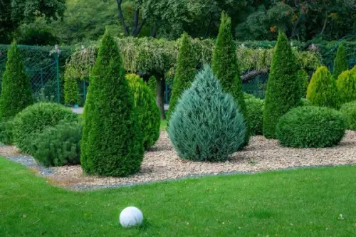 Grădină amenajată cu stil: Tipuri de brazi ornamentali ideali într-o gradină chic